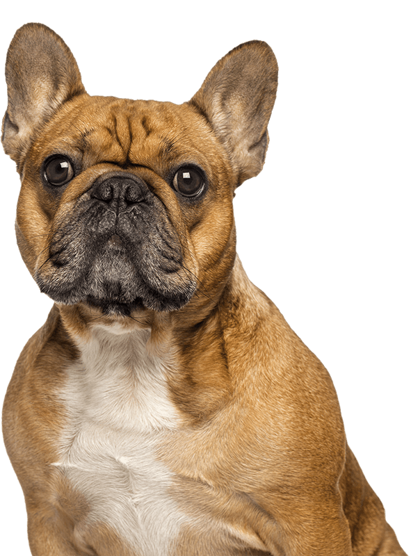 Photo of French Bulldog