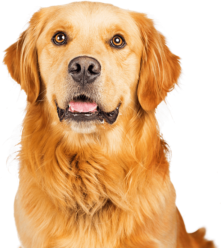 Photo of a Golden Retriever