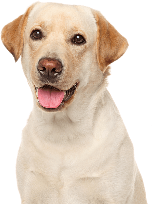 Photo of a Labrador Retriever