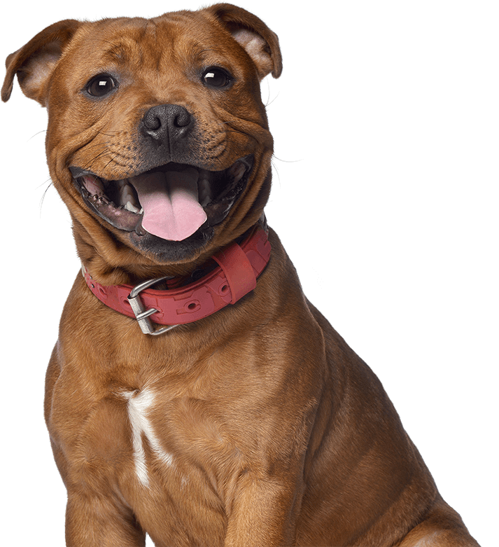 Photo of a Staffordshire Bull Terrier