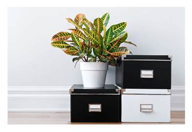 plant over boxes in front of a white wall