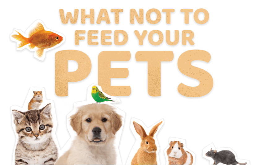 Human Foods That Could Kill Your Pets | Compare the Market