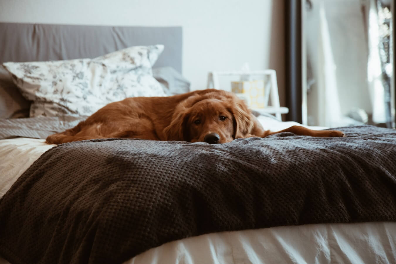 Let sleeping dogs lie in – alarming number of Aussies share their bed ...