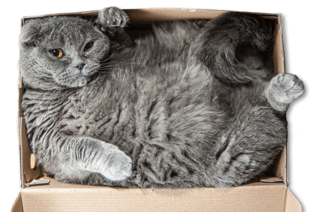 a fat grey cat stuck in a cardboard box