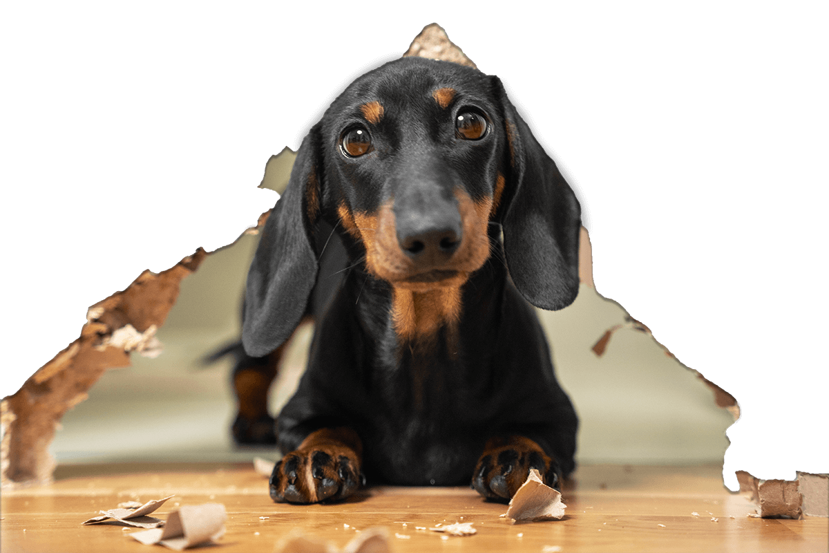 a sausage dog looking through a hole in a cardboard wall